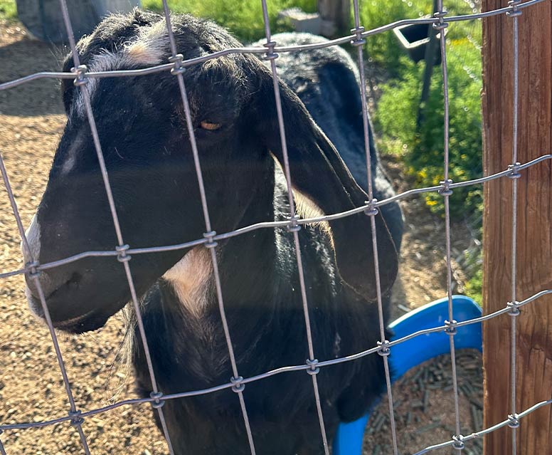 A goat behind a fence. 