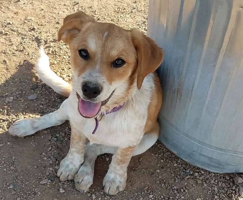 A dog outside. 